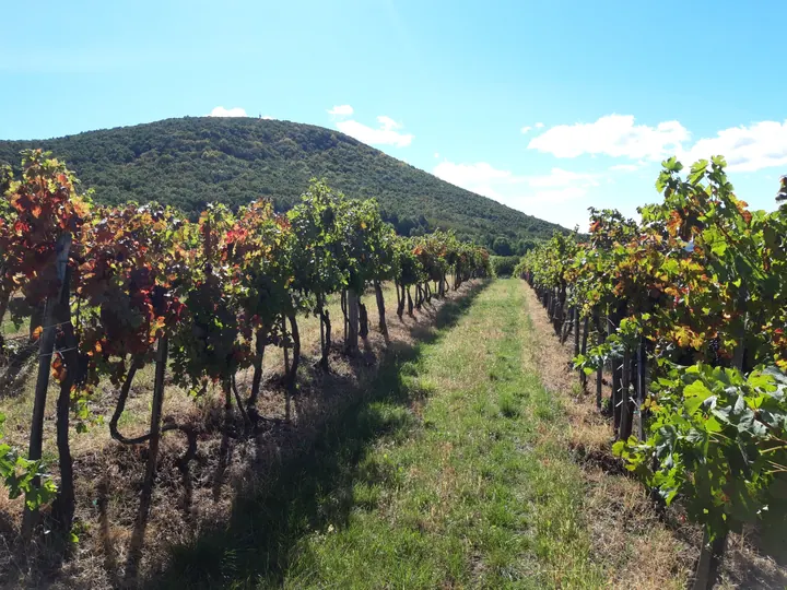 Merlot ültetvény az egri Tiba-dűlőben